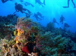 I was diving from another boat and taking my time shootin... by Becky Kagan 